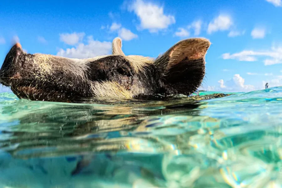 Swimming With The Pigs